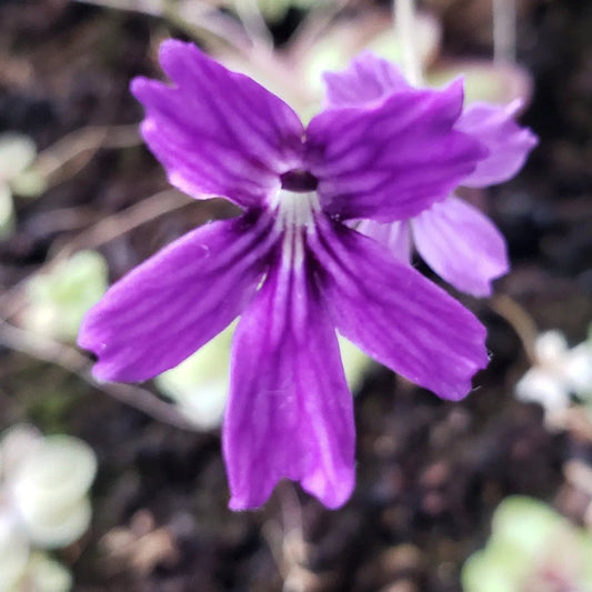 Butterwort plant Pinguicula emarginata x Huahuapan with purple bloom on Tampa Home & Garden Store