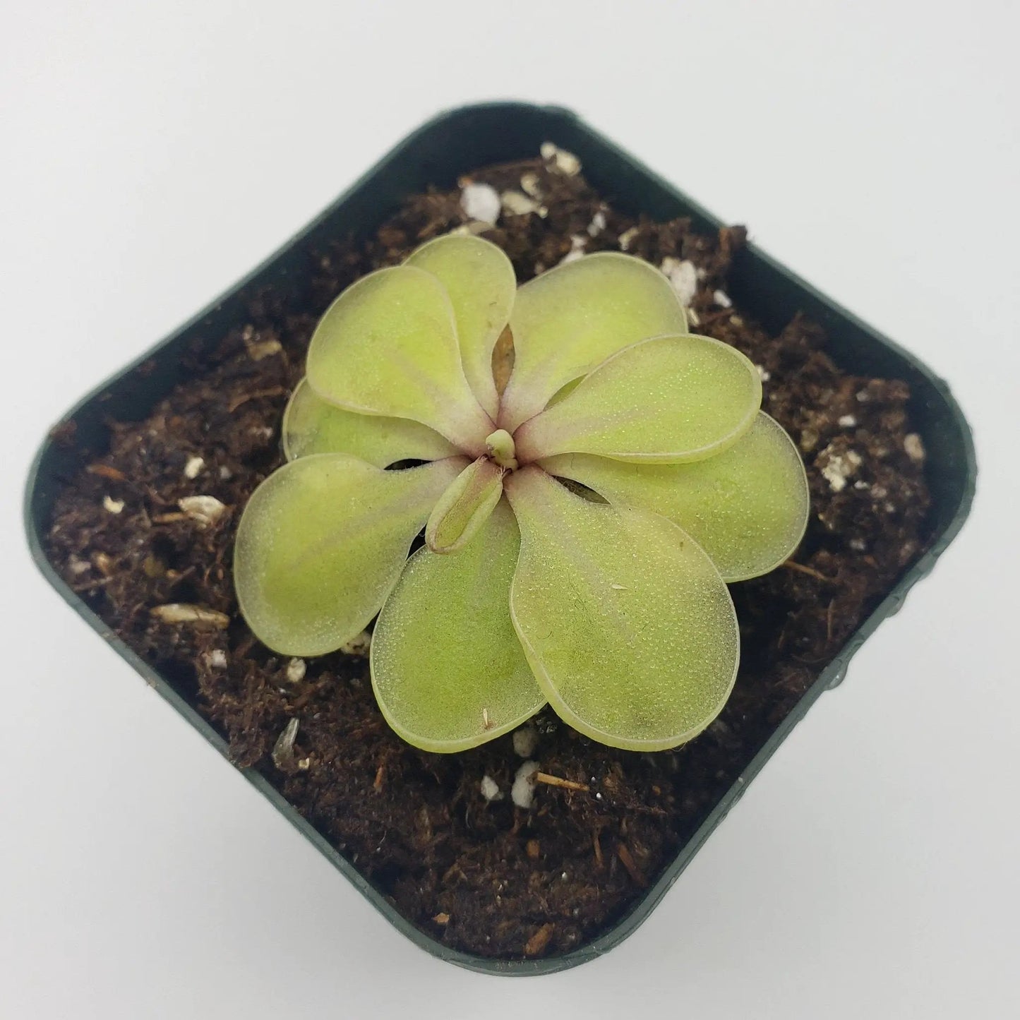 Pinguicula emarginata x 'Huahuapan' - Tampa Home & Garden Store