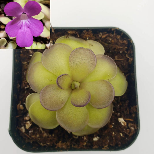 Pinguicula Hemiepiphytica x Cyclosecta Butterwort flower with lime green rosette leaves on Tampa Home & Garden Store
