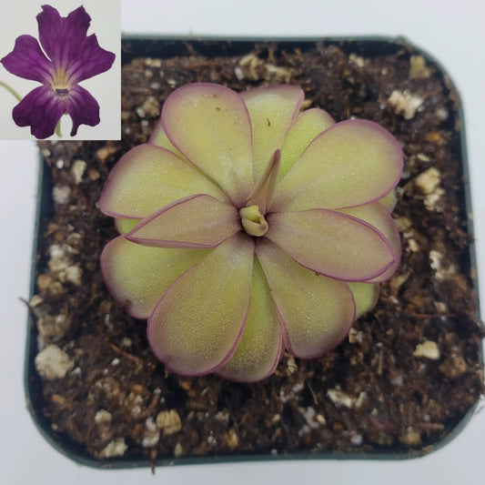 Pinguicula Laueana x Emarginata butterwort rosette with pink margins purple bloom on Tampa Home & Garden Store