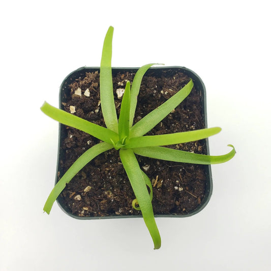 Pinguicula moctezumae butterwort plant with bright green strap leaves in black plastic pot on Tampa Home & Garden Store