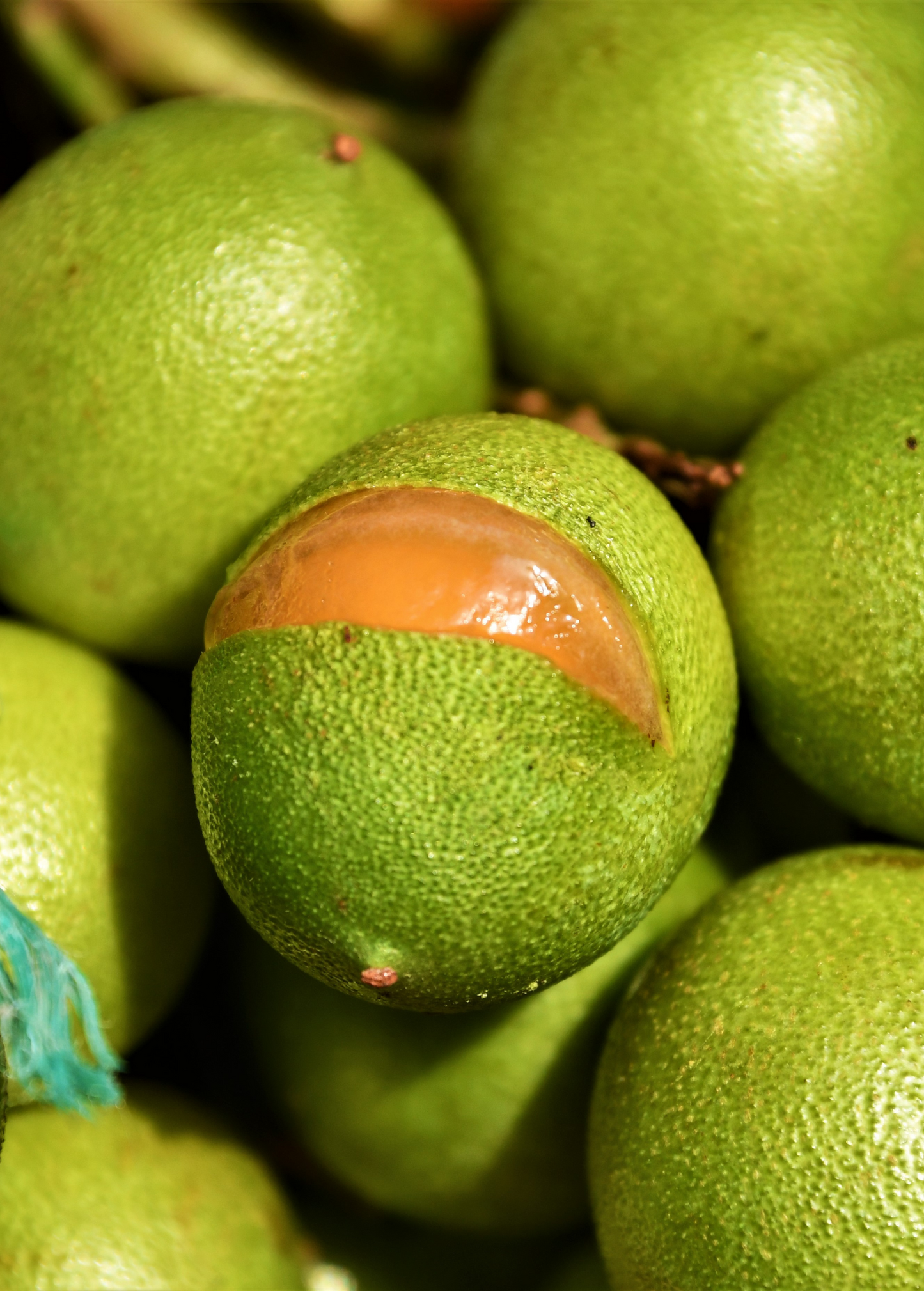Spanish Lime Tree, Quenepa (Melicoccus bijugatus)