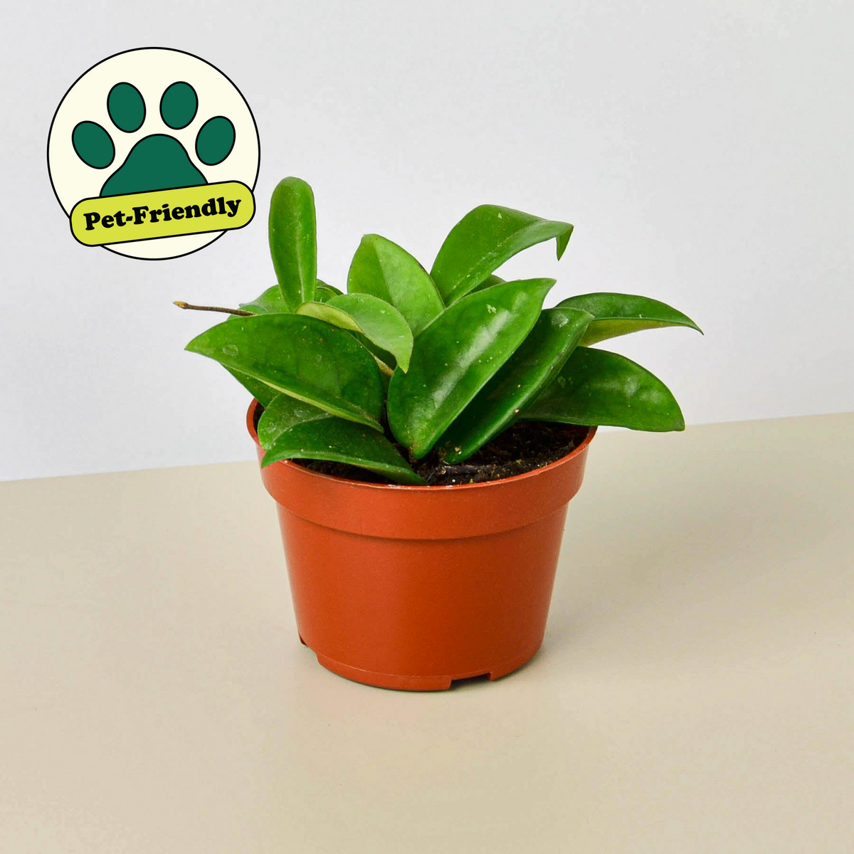Hoya Carnosa plant with glossy green leaves in pot, pet-friendly House Plant Shop on Tampa Home & Garden Store