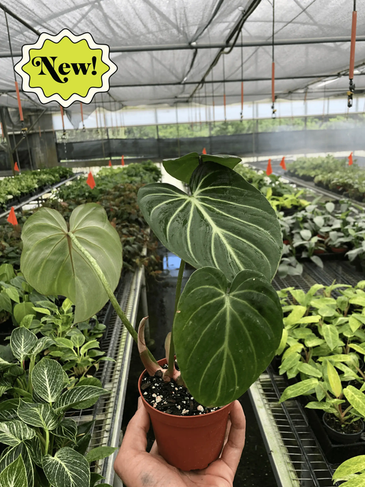 Philodendron Gloriosum Zebra with Silver Stripes indoor plant with silver-veined leaves in pot on Tampa Home & Garden Store