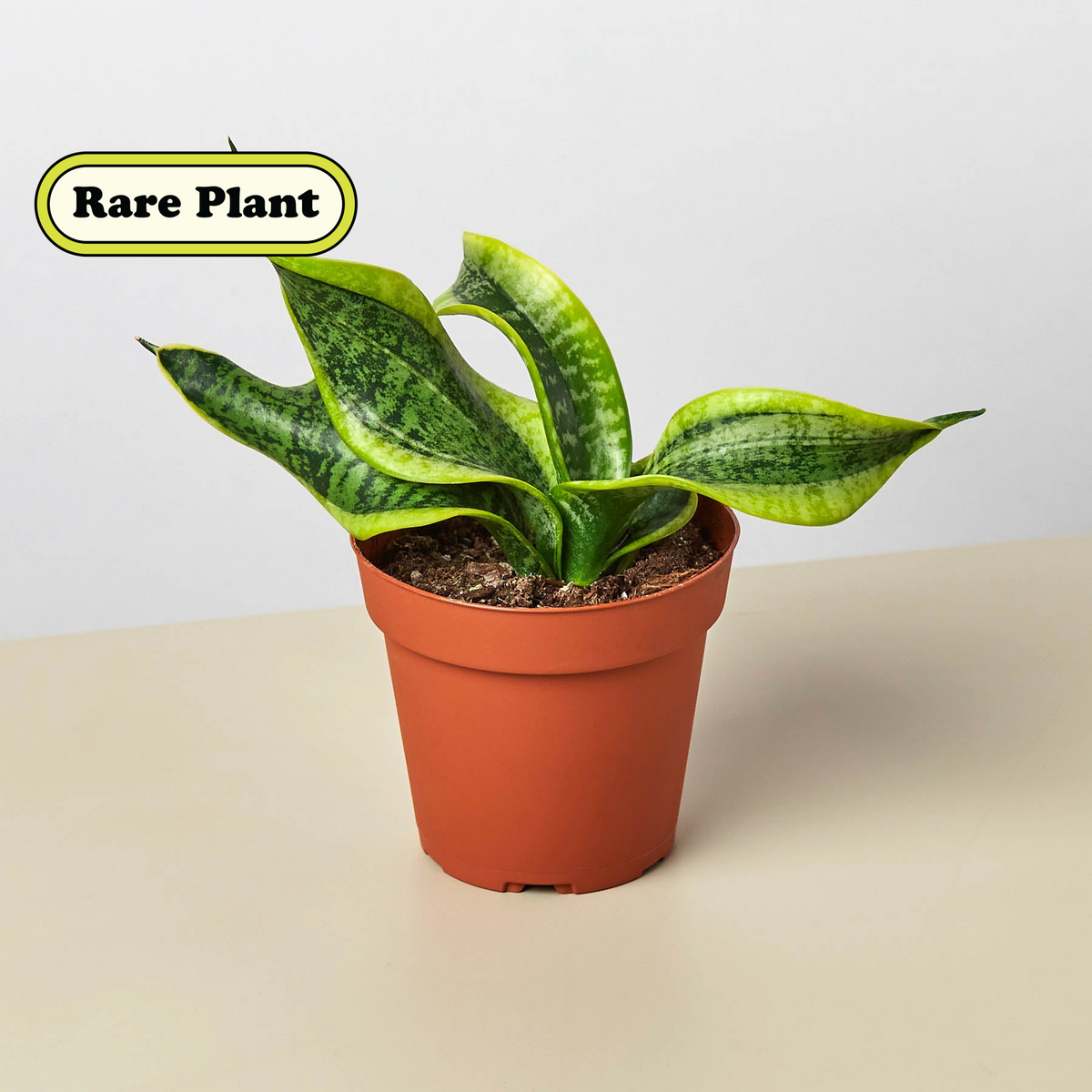 Snake Plant Twist indoor plant in terracotta pot with variegated green leaves on Tampa Home & Garden Store