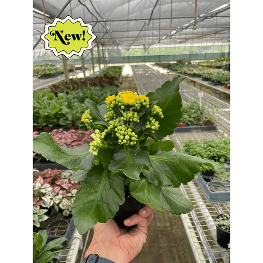Kalanchoe Blossfeldiana Flaming Katy 4-inch potted plant with yellow blooms and leaves on Tampa Home & Garden Store