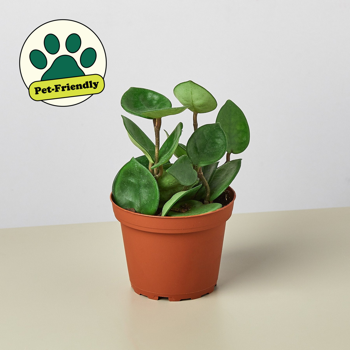 Hoya Carnosa Chelsea plant in terracotta pot with green leaves House Plant Shop pet-friendly on Tampa Home & Garden Store