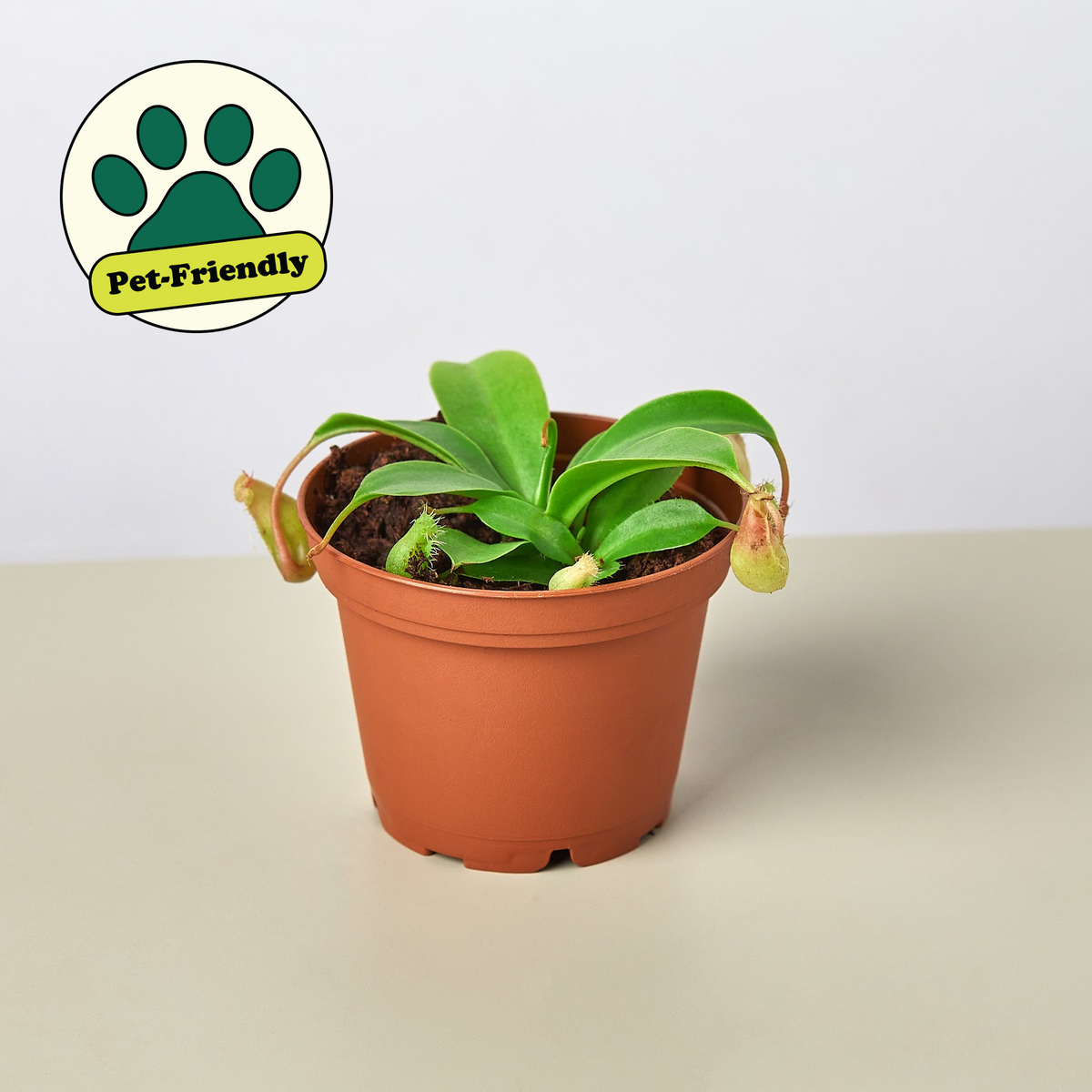 Carnivorous Monkey Cup Plant in a terracotta pot with green leaves; pet-friendly badge on Tampa Home & Garden Store