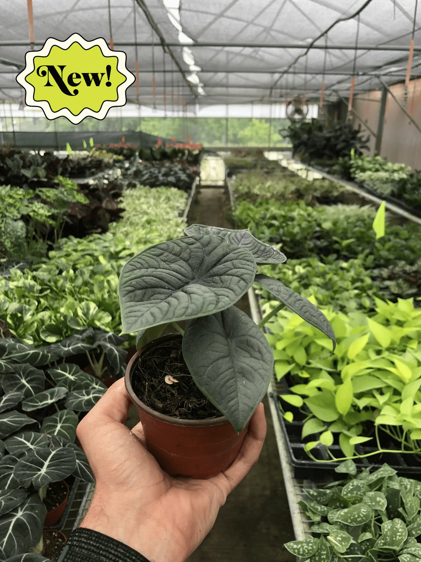 Alocasia Melo Jade Green Elephant Ear Plant