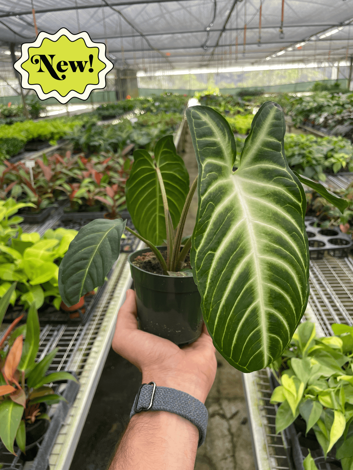 Xanthosoma Lindenii Angel Wing Plant