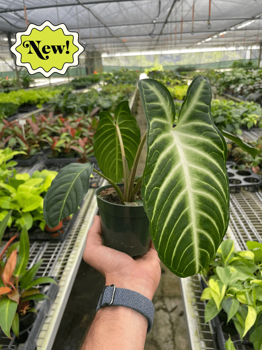 Xanthosoma Lindenii Angel Wing indoor plant in pot with dark green leaves and pale cream veins on Tampa Home & Garden Store
