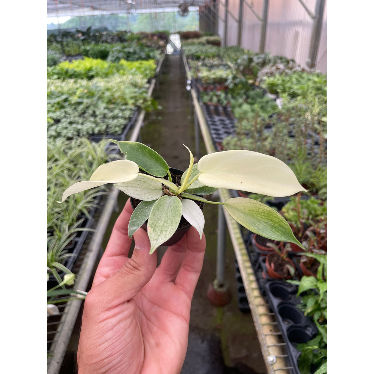 Philodendron Florida Ghost indoor plant in small pot with pale variegated leaves on Tampa Home & Garden Store