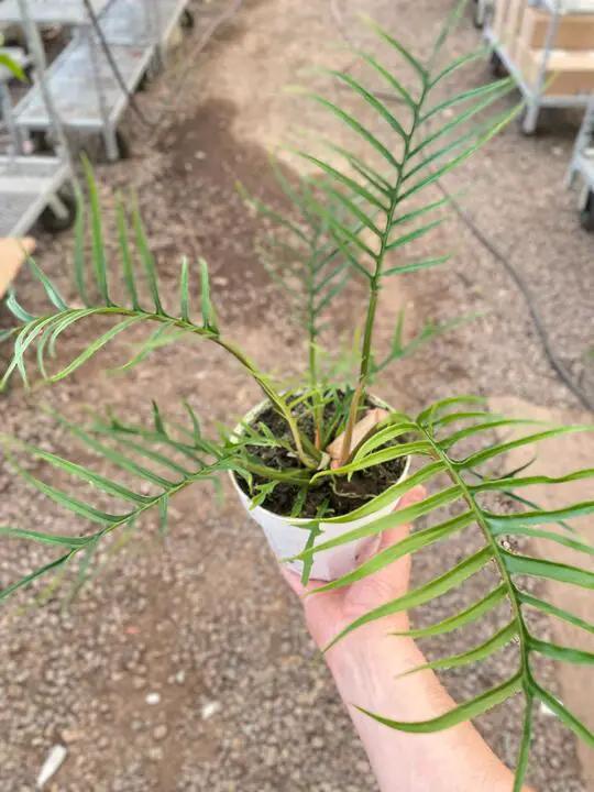 Philodendron 'Tortum' - Tampa Home & Garden Store