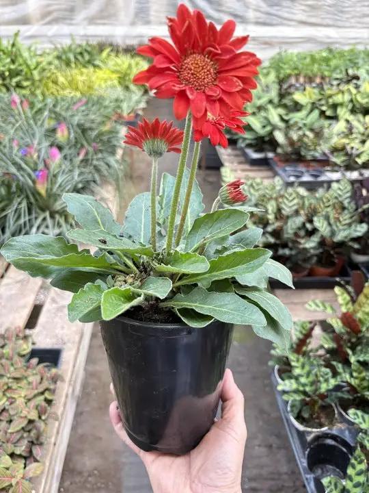Gerbera Sweet Love Red - Tampa Home & Garden Store
