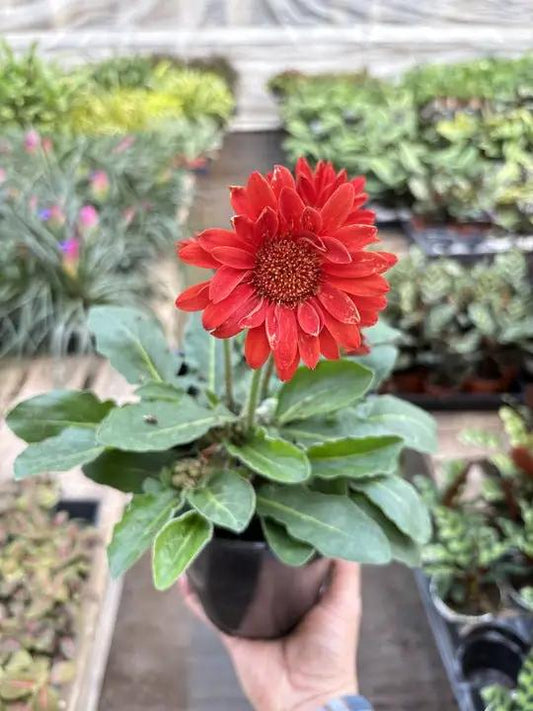 Gerbera Sweet Love Red potted gerbera daisy with broad green leaves held in hand on Tampa Home & Garden Store