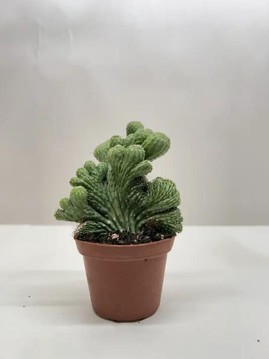 Coral Green Succulent Cereus Plant Dwarf, green ribbed cactus in pot House Plant Shop on Tampa Home & Garden Store