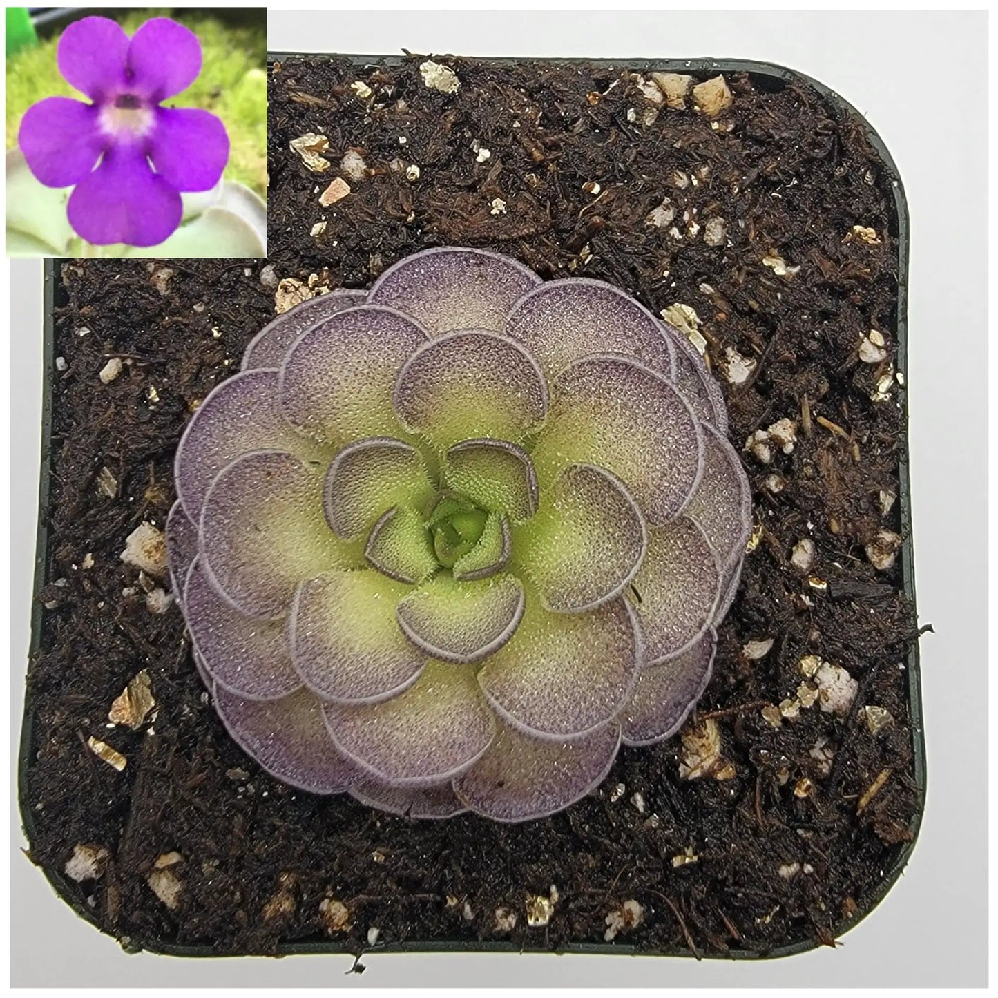 Pinguicula cyclosecta - Tampa Home & Garden Store