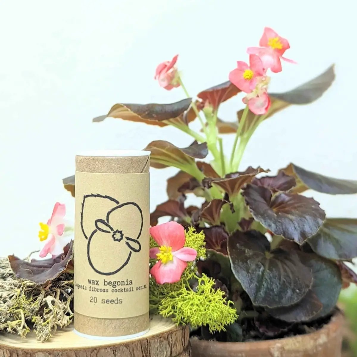 Wax begonia seed tube by Plantflix, 20 seeds, Indoor Blooms pink flowers with dark leaves on Tampa Home & Garden Store