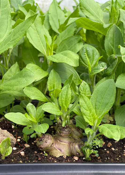 Jerusalem artichoke plant with edible tubers, green fuzzy leaves and exposed tubers at base on Tampa Home & Garden Store