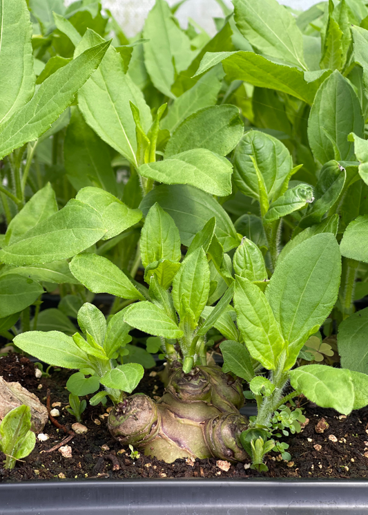 Jerusalem Artichoke Plant (Helianthus tubersosus)