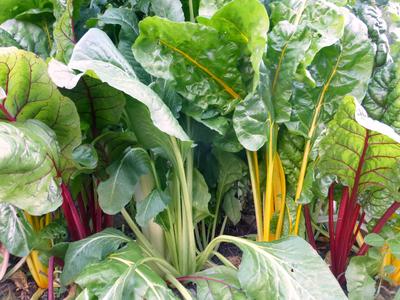 Prismatic Rainbow Chard seeds with vibrant yellow and red stems and glossy green leaves Seedtime Store on Tampa Home & Garden Store