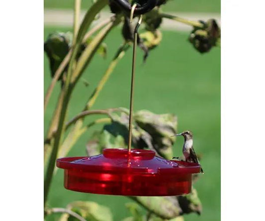 Hummingbird Haven Feeder red circular plastic feeder with 360-degree viewing hummingbird perched on Tampa Home & Garden Store