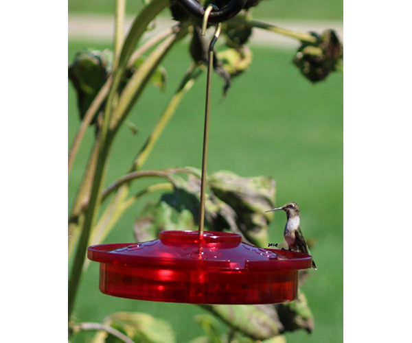 Comedero para pájaros Hummingbird Haven