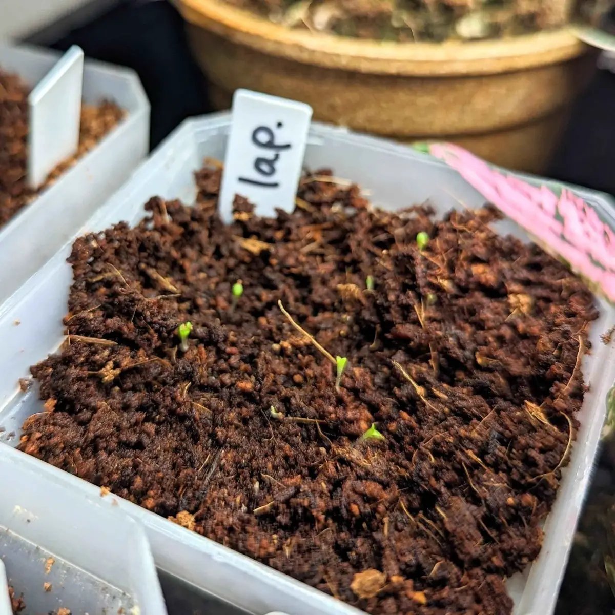 Lapidaria seed mix for living-stone succulents with tiny green sprouts in a plastic seed tray on Tampa Home & Garden Store