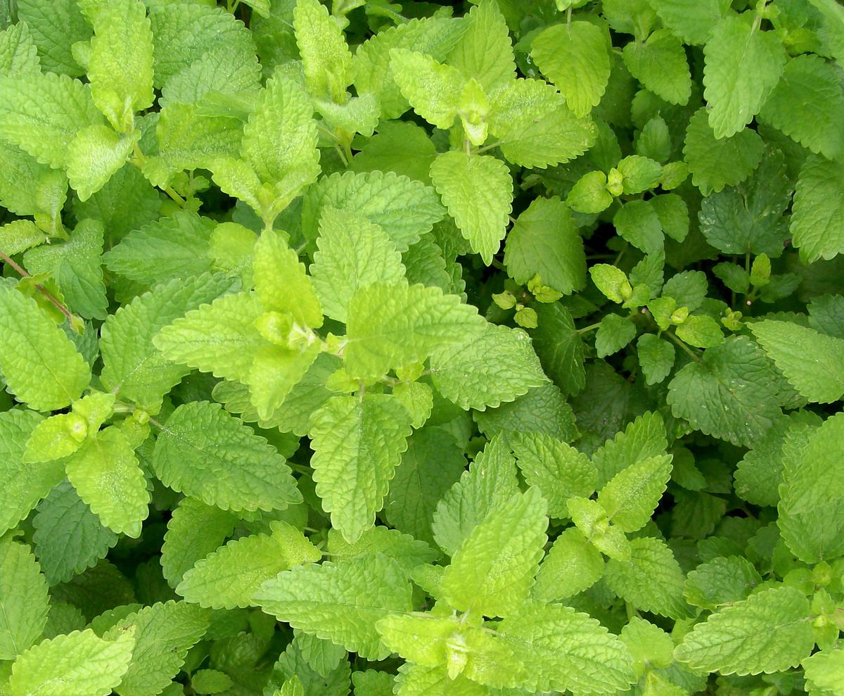 Lemon balm seeds plant leaves, bright green serrated mint-family foliage on Tampa Home & Garden Store