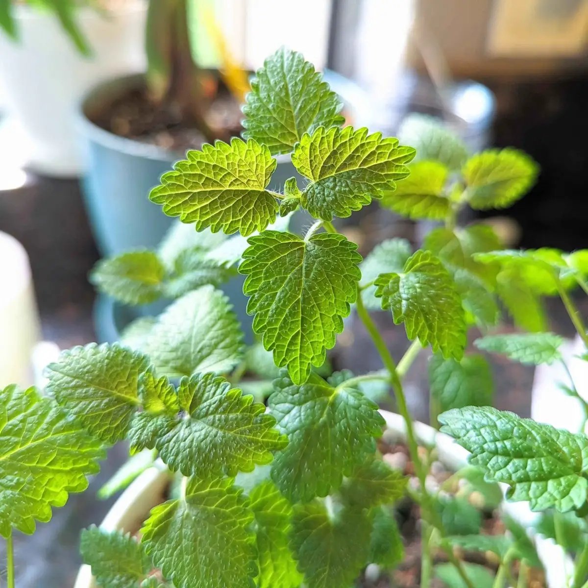 Lemon balm seeds Plantflix herb seeds with bright green serrated leaves on Tampa Home & Garden Store