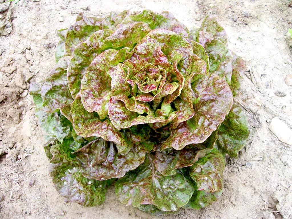 Speckled Bibb lettuce head with red-green leaves growing in soil on Tampa Home & Garden Store