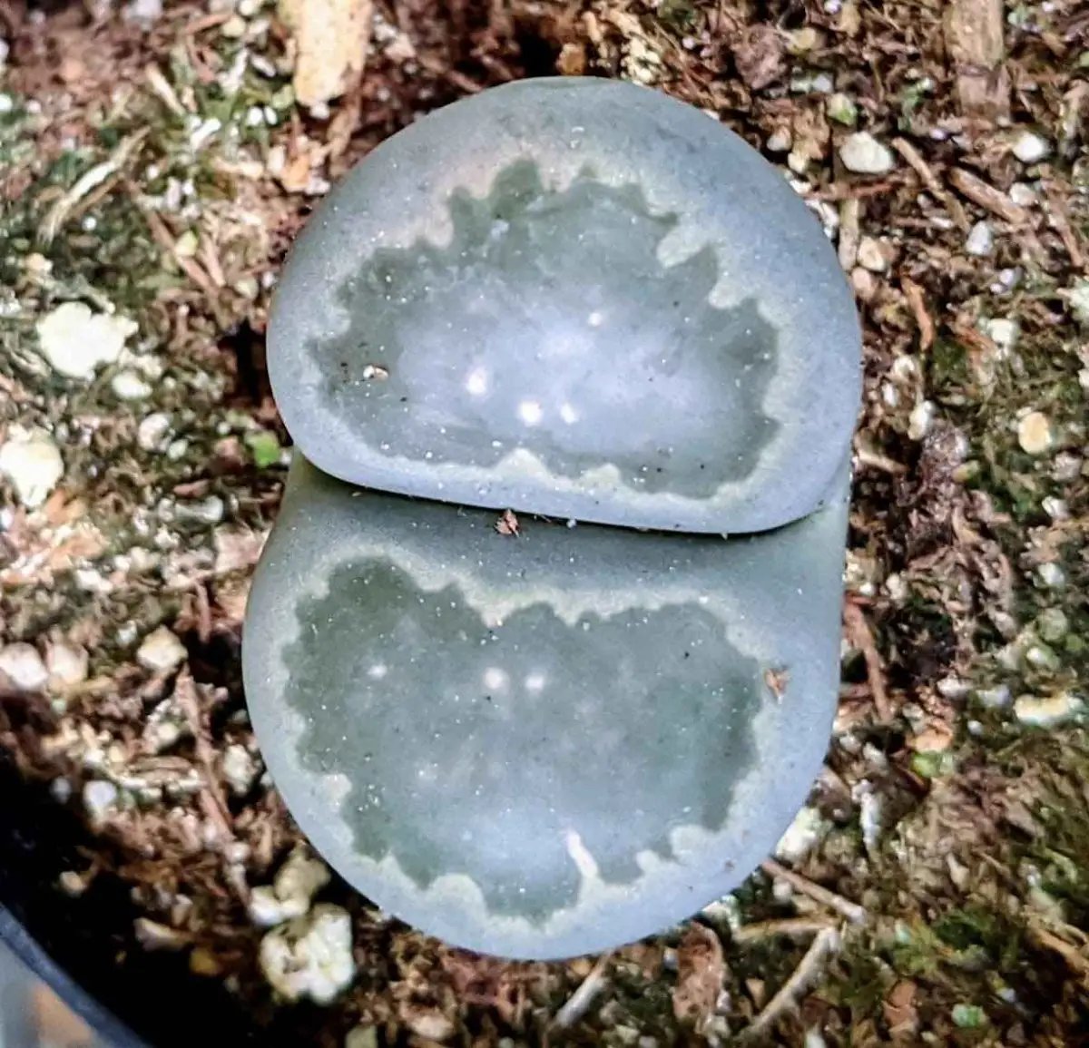Lithops Mix Seeds living stones succulent pair in blue-gray rosettes on rocky soil on Tampa Home & Garden Store