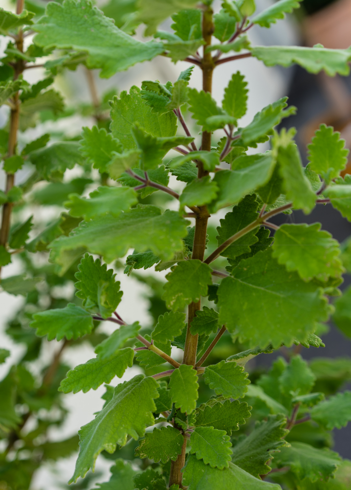 Planta Iboza (Iboza riparia)