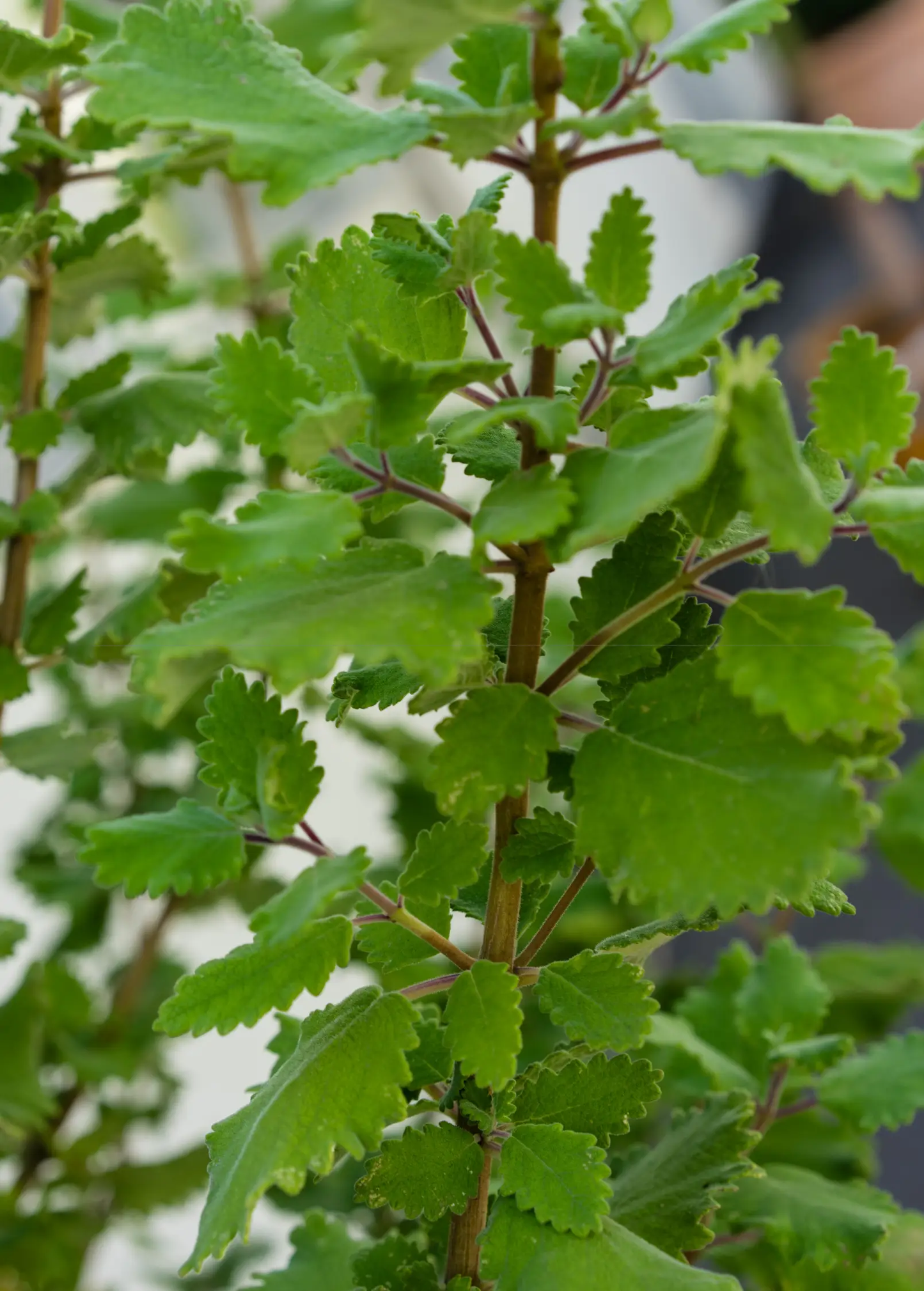 Iboza Plant (Iboza riparia) - Tampa Home & Garden Store