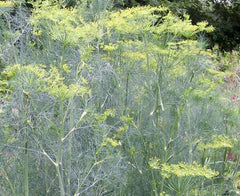 Long Island Mammoth Dill dill seeds with feathery gray-green foliage and yellow blooms on Tampa Home & Garden Store