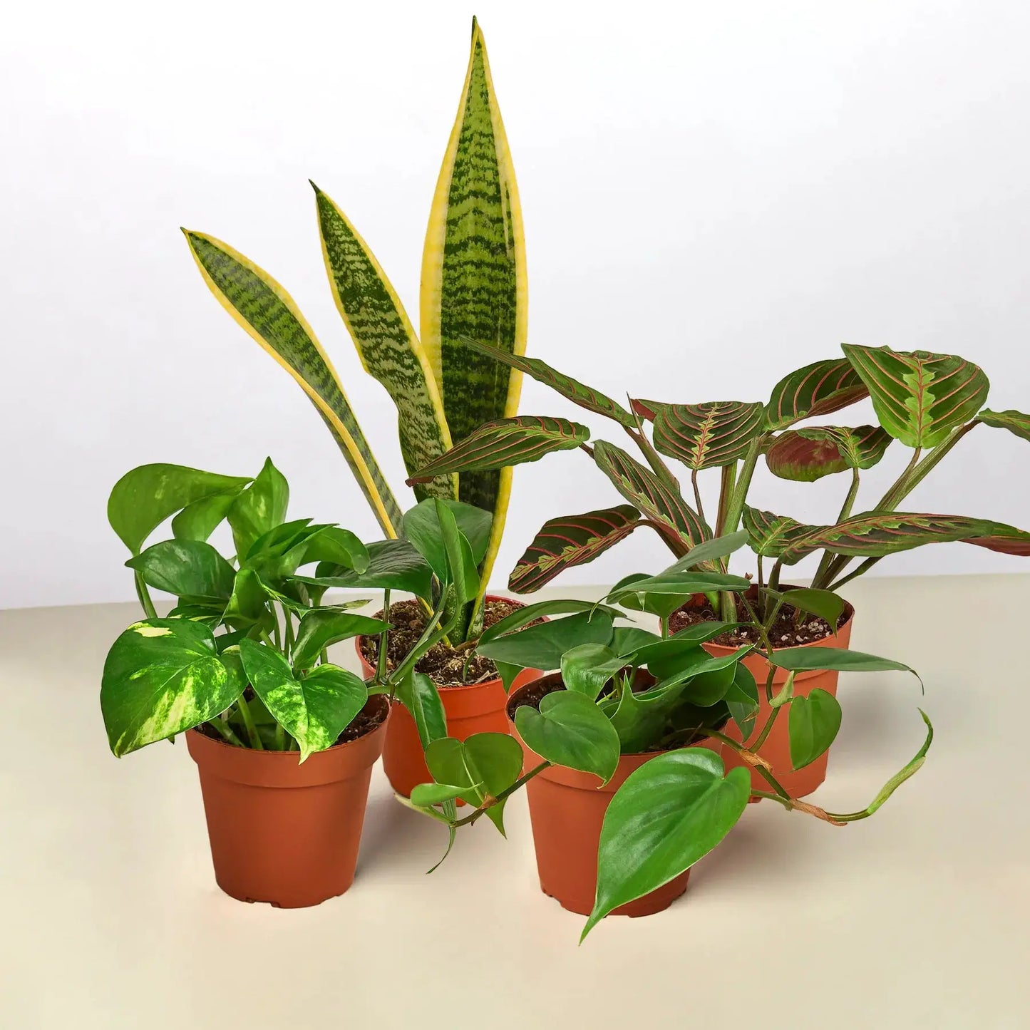 Low Light Bundle - Tampa Home & Garden Store