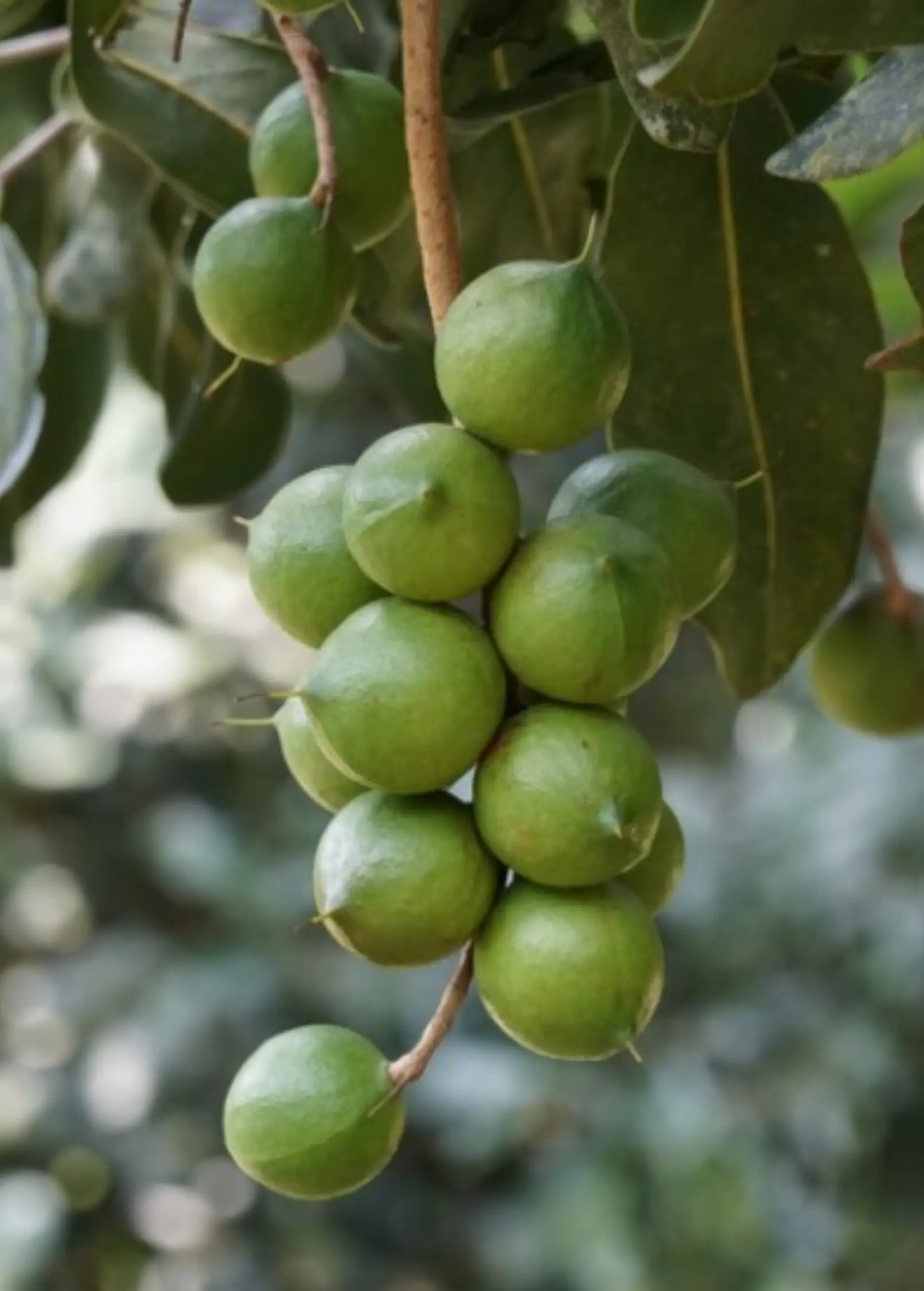 Beaumont Macadamia fruiting tree with green, spherical nuts on a branch on Tampa Home & Garden Store