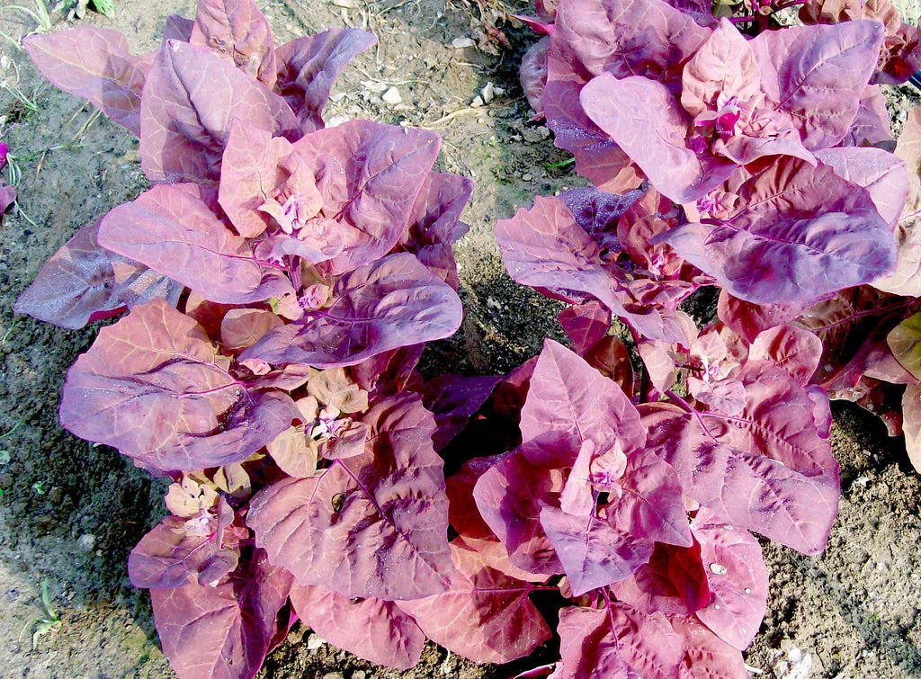 Magenta Magic Orach leafy greens plants with purple-red leaves in a soil bed on Tampa Home & Garden Store