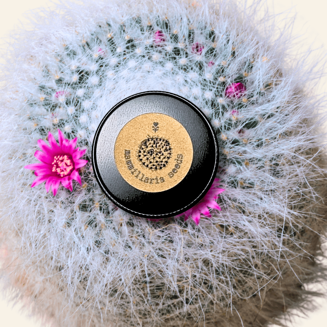Mammillaria mix "Pincushion Cactus" Seeds - Tampa Home & Garden Store