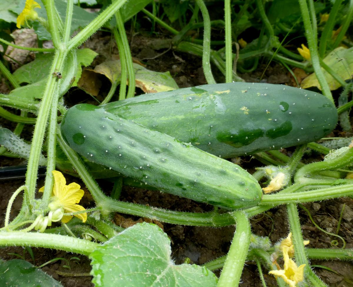 Marketmore 76 cucumber fruits on a green, hairy vine with yellow blossoms on Tampa Home & Garden Store