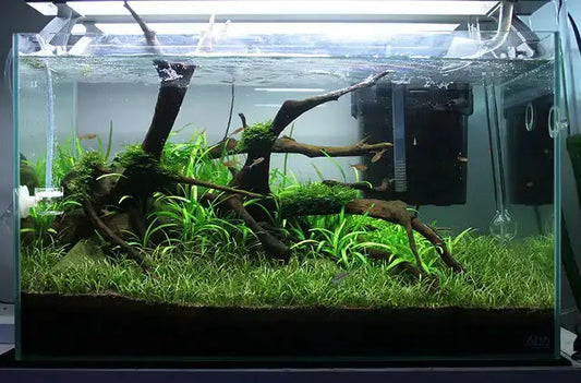 Lilaeopsis Brasiliensis Micro Sword Plant with green aquatic grass in aquarium AquaHorizon on Tampa Home & Garden Store