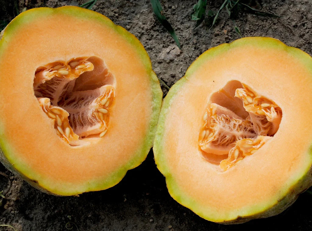 Delicious 51 melon halves with orange flesh and green rind, two halves on Tampa Home & Garden Store