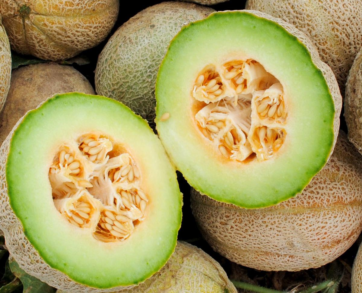 Eden Gem Rocky Ford muskmelon two halves with bright green rind and orange seed-filled flesh on Tampa Home & Garden Store