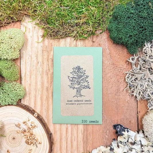 Metasequoia Dawn Redwood Bonsai Seeds - mint-green packaging, 100 seeds on Tampa Home & Garden Store