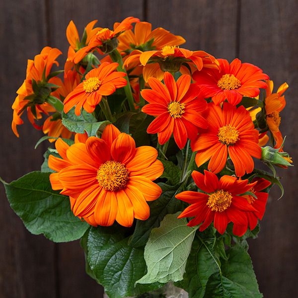Mexican Sunflower Seeds with vibrant orange blooms and green leaves by Seedtime Store on Tampa Home & Garden Store