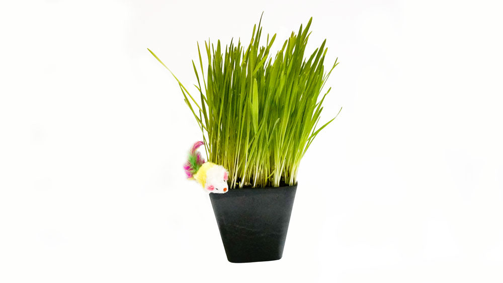 Cat Mouse Toy Thunder Acres in a black pot with tall green cat grass and a small plush mouse on Tampa Home & Garden Store