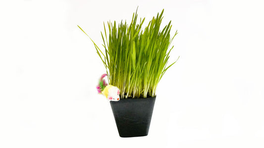 Cat Mouse Toy Thunder Acres in a black pot with tall green cat grass and a small plush mouse on Tampa Home & Garden Store