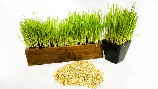 Cat Grass Blend Thunder Acres with vibrant green blades in wooden and black planters on Tampa Home & Garden Store