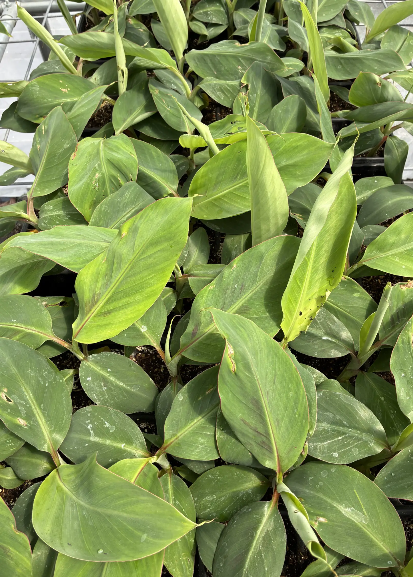 Mona Lisa Banana Tree Musa acuminata with broad green leaves, tropical fruit tree in pots on Tampa Home & Garden Store