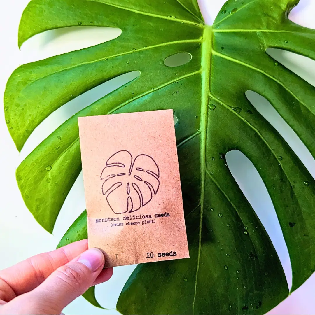Monstera deliciosa seeds packet (10 seeds) held before a large Swiss Cheese Plant leaf Plantflix on Tampa Home & Garden Store